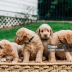 Mini Labradoodles