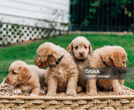 Mini Labradoodles