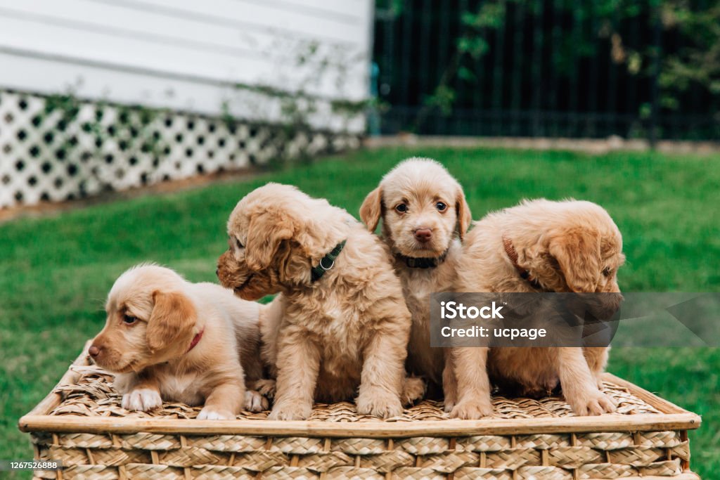 Mini Labradoodles